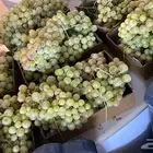 عنب طائفي