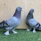 حمام تركي اخضر
