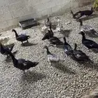 بط موسكوفي