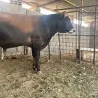 للبيع عجل هجرسي فحل
