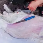 جزار مصرى لذبح الأضاحي باقل الأسعار