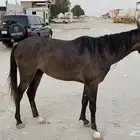 مهر شعبي