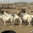 للبيع معزه بيشيات 42 راس مراح بي فحلها من من550ريال