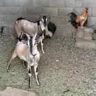 فحول تيوس هجين وعل لون الصحراوي