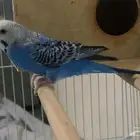 ببغاء بادجي