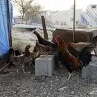 دجاج بلدي