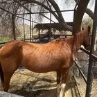 خيل انجليزي للبيع لعدم التفرغ.