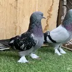 حمام تركي