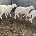 طليان ذبايح العمر 5 شهور