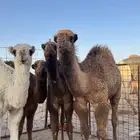 حشو للبيع