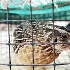 مريعي للبيع فري