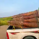 نخل واشنطني زينه للبيع بسعر مناسب