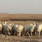 حري ذبايح رخال وطليان