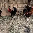 للبيع ديكه بلدي انتاج رقاده الون احمر