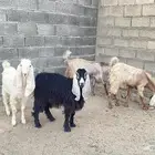 للبيع تيوس وجفره الدوادمي