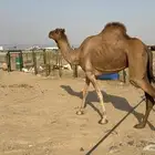 للبيع نياق 3 سواحل حمر دهم مراح واحد وسم واحد