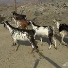 أعراض لكم معزه بشيات