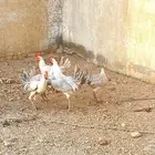 ديوك فيومي الامنيوم