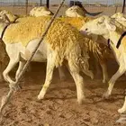 ما شاء الله وتبارك الله اعرض علي انظاركم غنم حريات رخال