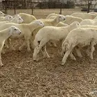 طليان كبار حقت مناسبات تبيض الوجه( تم البيع )