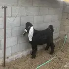 للبيع تيس 5العمر شهور