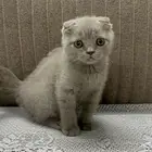 قطط سكوتش للبيع