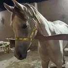 فرس واهو فاخره