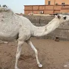 بكره مفروده سمين
