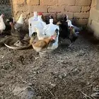 دجاج بلدي