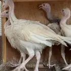 فروخ دجاج رومي