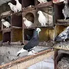 حمام البيع جماله
