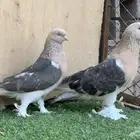 حمام تركي