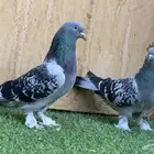 حمام تركي