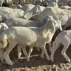 غنم خلفات