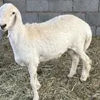 طلي حري ذبيحه للبيع