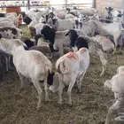 خرفان بربري 780شامل الذبح والتوصيل