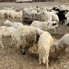 حريات متابيع ودفيع للبيع