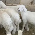 بهم حريات ذبايح هرافا