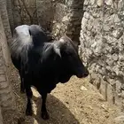 للبيع حسلان بلدي