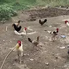 ديوك للبيع