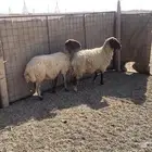 للبيع شياه نعيم