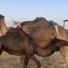 ناقه مجهم كفو