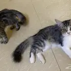 قطط للبيع شيرازي عددهم 5