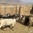 للبيع معزه مصريات وعوراض 28 راس معها 2 فحول من 700 ريال