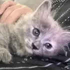 بسه شيرزايه عمرها شهرين