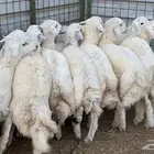 طليان حريه جبره شححممم