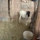 بربريه والد اليوم