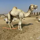 بعير فحل اركي