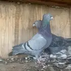 اناثي قطايف