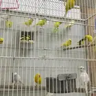 للبيع مجموعة كناري